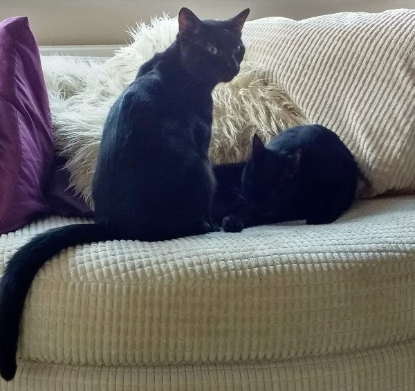 Kittens and toddlers?
