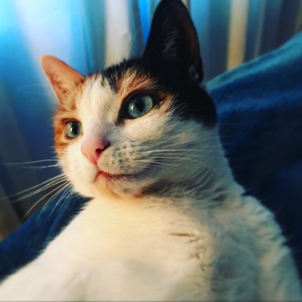 AIBU to think my cat is the cutest?