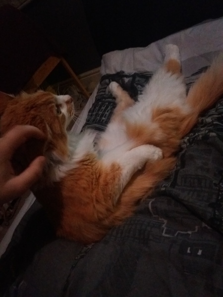 Sort of a rescue cat, advice needed please!