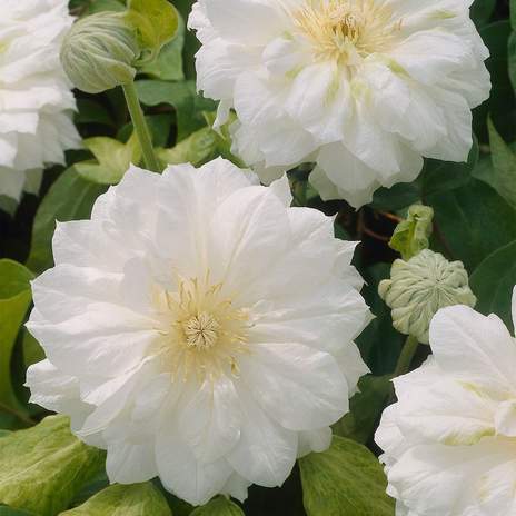 Searching for large white clematis