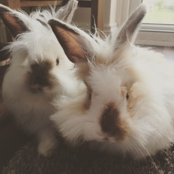 To cheer me up with photos of your pet? The first photo you have and the last?