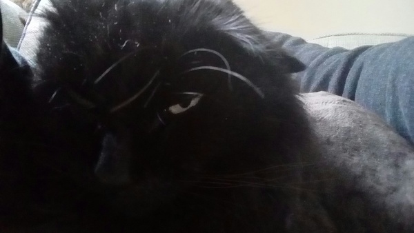 I am a terrible cat servant