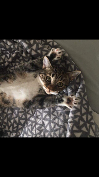 AIBU to think my cat is the cutest?