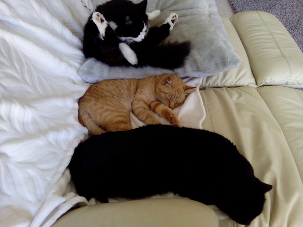 AIBU to think my cat is the cutest?