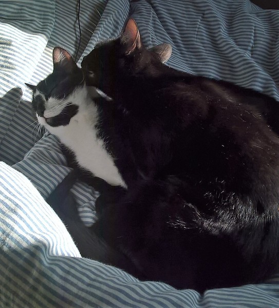 Let me see your fuzzy overlords?