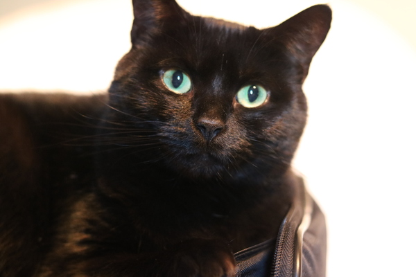 AIBU to think my cat is the cutest?