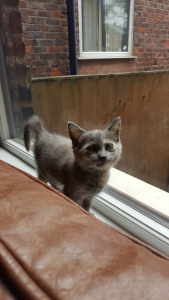 AIBU to think my cat is the cutest?