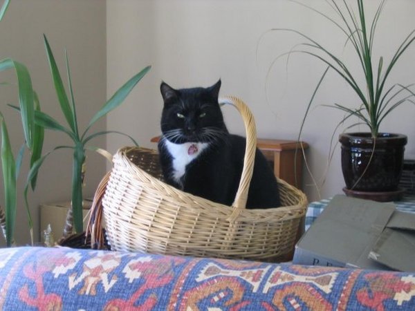 AIBU to think my cat is the cutest?