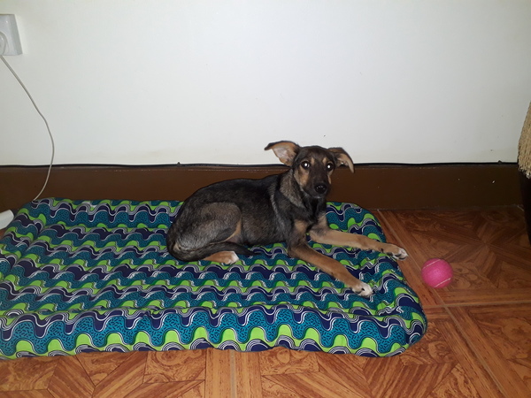 Puppy collection countdown