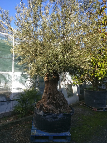 We've bought a huge olive tree and have no idea how to get it into the garden!