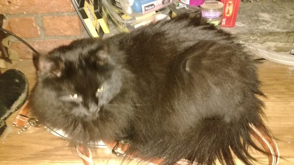 What's your DCat up to today? Episode 6, Return of the... Cats?