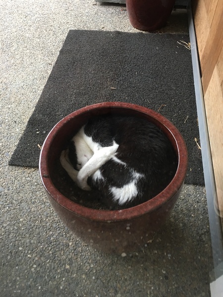 AIBU to think my cat is the cutest?
