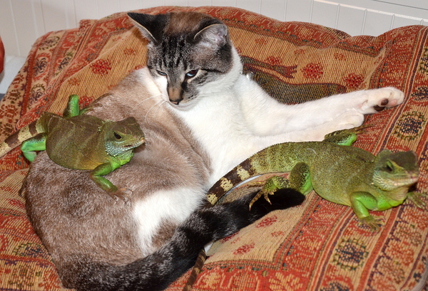 AIBU to think my cat is the cutest?