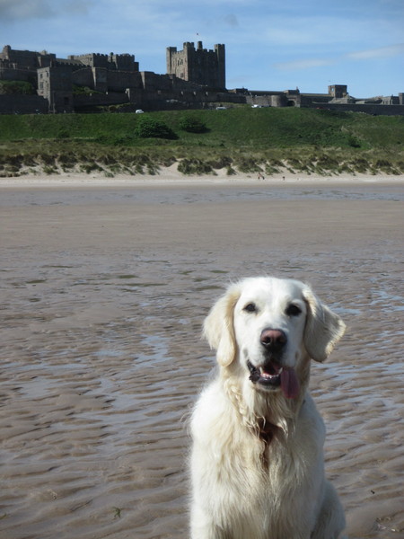 Positive stories of one eyed dogs please....