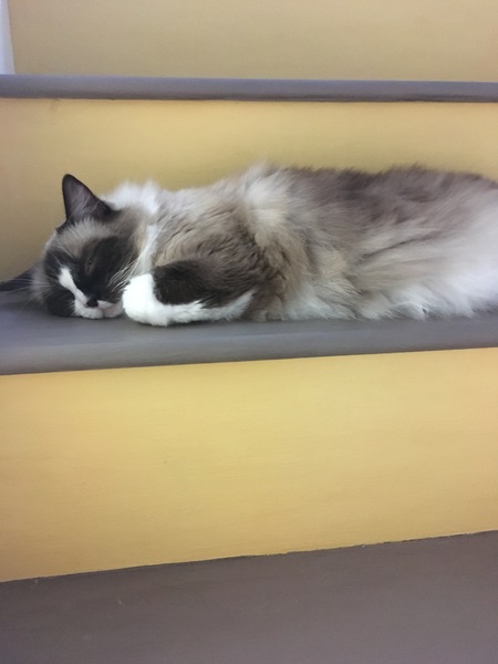 AIBU to think my cat is the cutest?