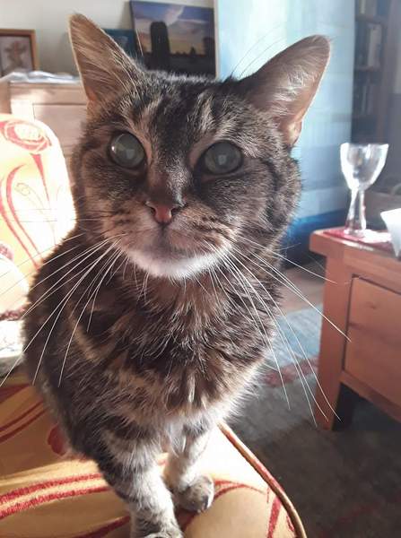 Let me see your fuzzy overlords?
