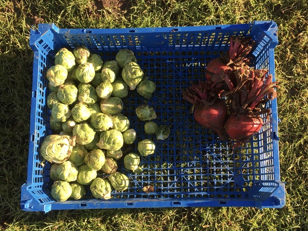 Allotment/Veg patch thread 11 'We bid  farewell to rainbow leaves but will keep plotting along'