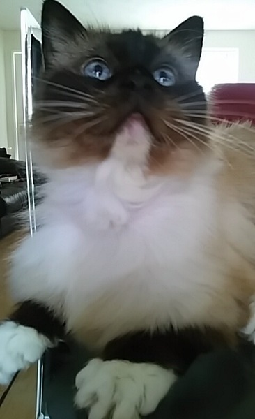 Is this a Ragdoll?