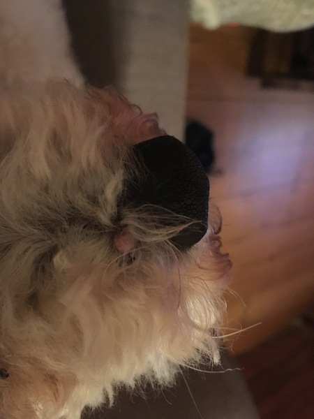 Growth in nose