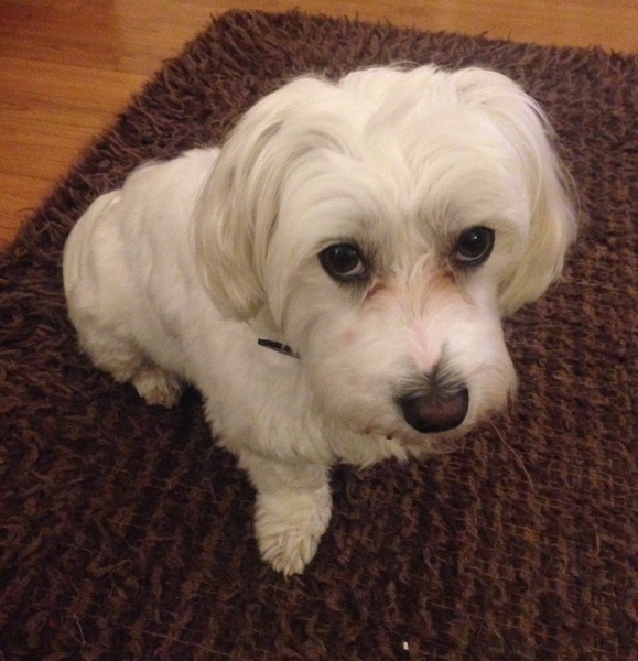 What does your dog do all day?