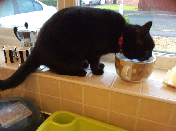 AIBU to think my cat is the cutest?