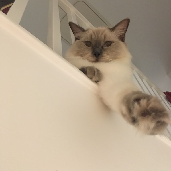 It's my kittens birthday!