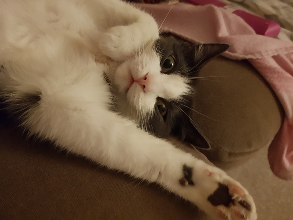 AIBU to think my cat is the cutest?
