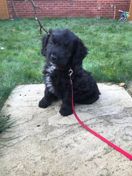 Puppy Survival Thread Part 5!