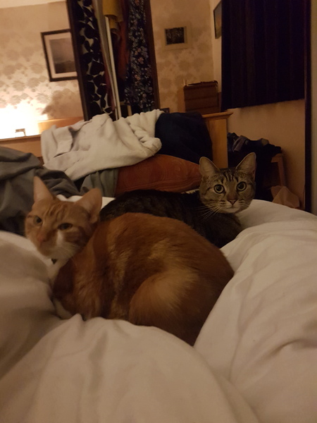 What's your DCat up to today? Episode 6, Return of the... Cats?