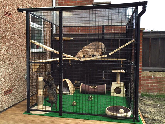 Experience of cat runs or enclosures