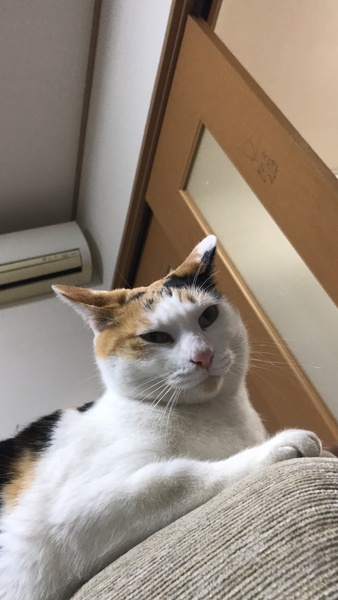 Tortie or calico?