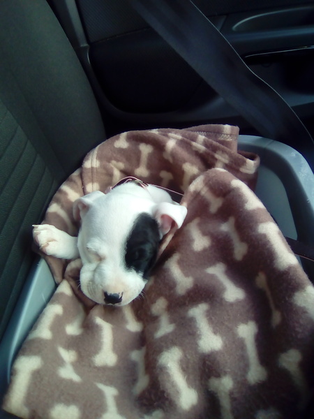 Anyone NOT crate their puppy at night?