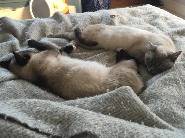 Let me see your fuzzy overlords?