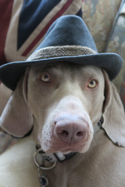 To cheer me up with photos of your pet? The first photo you have and the last?