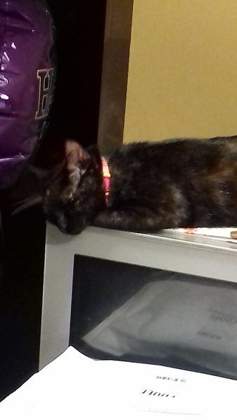 AIBU to think my cat is the cutest?