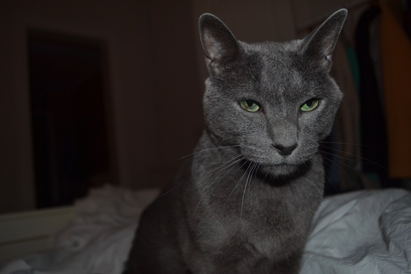 AIBU to think my cat is the cutest?