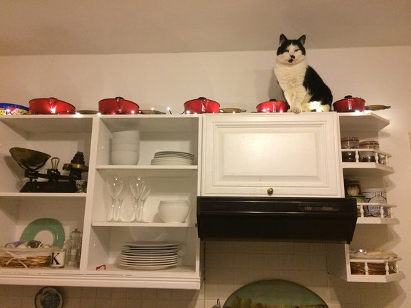 Cats on kitchen worktops