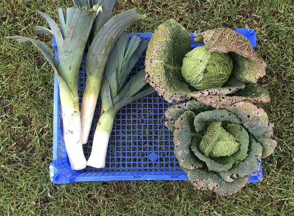 Allotment/Veg patch thread 11 'We bid  farewell to rainbow leaves but will keep plotting along'