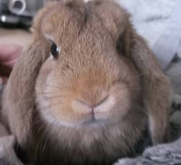 Let me see your fuzzy overlords?