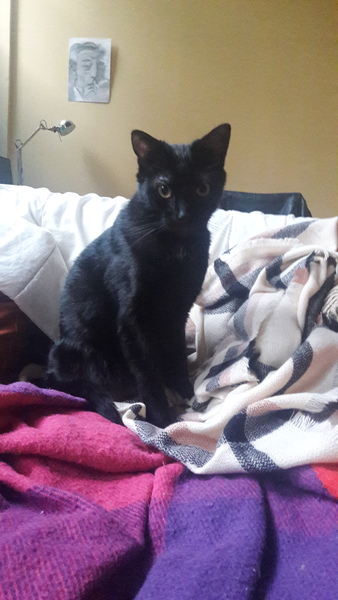 Very worried about my cat