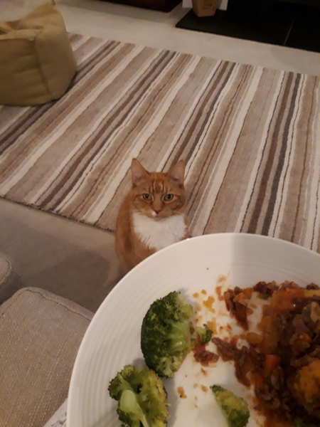 Let me see your fuzzy overlords?