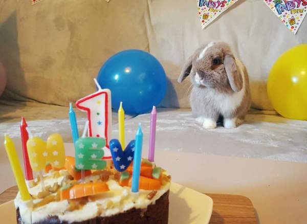 To cheer me up with photos of your pet? The first photo you have and the last?