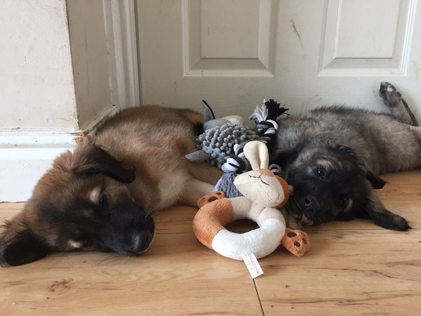 To cheer me up with photos of your pet? The first photo you have and the last?
