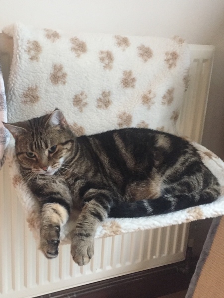 AIBU to think my cat is the cutest?