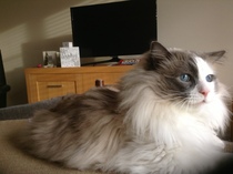 AIBU to think my cat is the cutest?