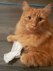 AIBU to think my cat is the cutest?