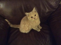 To cheer me up with photos of your pet? The first photo you have and the last?