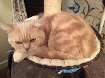 To cheer me up with photos of your pet? The first photo you have and the last?
