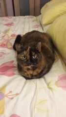 AIBU to think my cat is the cutest?