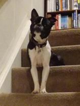 To cheer me up with photos of your pet? The first photo you have and the last?